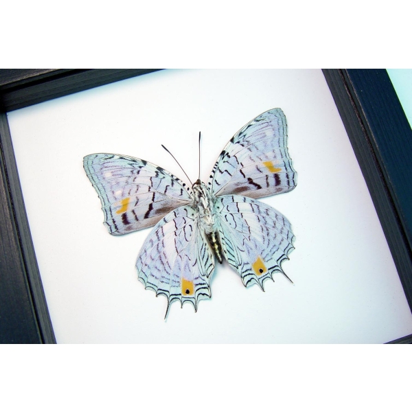 baeotus japetus Beauty Framed Butterfly Classic Black Display