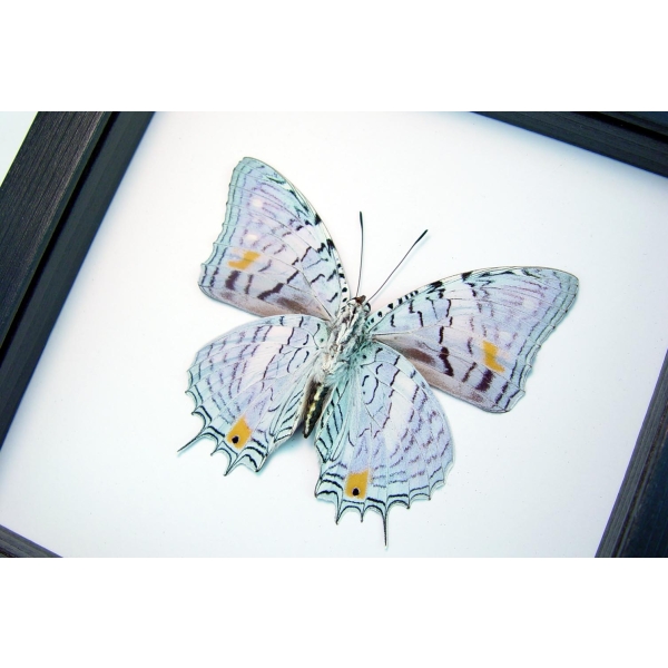baeotus japetus Beauty Framed Butterfly Classic Black Display