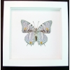 Baeotus japetus Beauty Framed Butterfly Taxidermy Classic Black Display