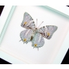 Baeotus japetus Japetus Beauty Butterfly Vibrant White Display Framed Taxidermy