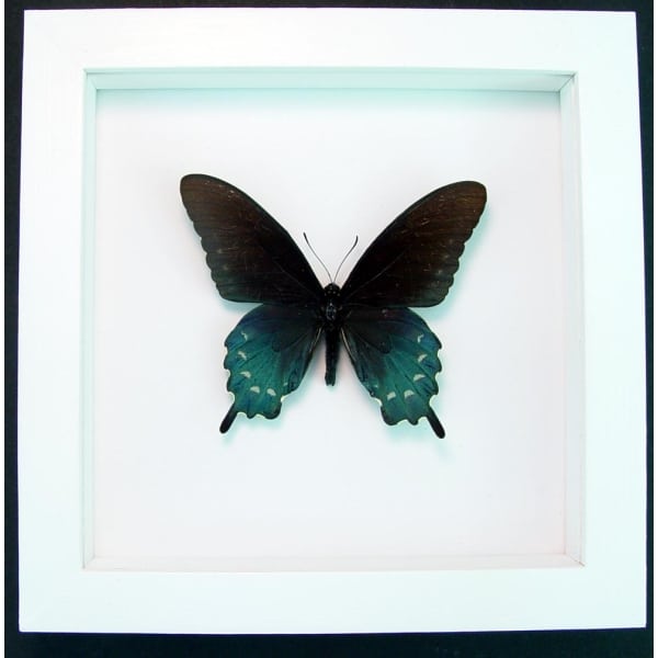 Framed Pipevine Swallowtail Butterfly Battus Philenor Vibrant White Display