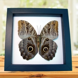 Real Framed Owl Butterfly Caligo placidianus Taxidermy Classic Black Display