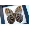 Real Framed Owl Butterfly Caligo placidianus Taxidermy Classic Black Display