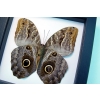 Real Framed Owl Butterfly Caligo placidianus Taxidermy Classic Black Display