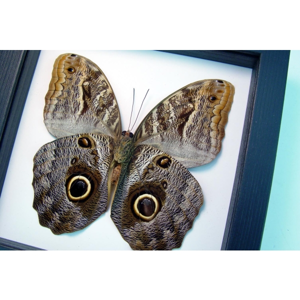 Real Framed Owl Butterfly Caligo placidianus Taxidermy Classic Black Display