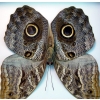 Caligo placidianus Framed Preserved Owl Butterfly Classic Black Display