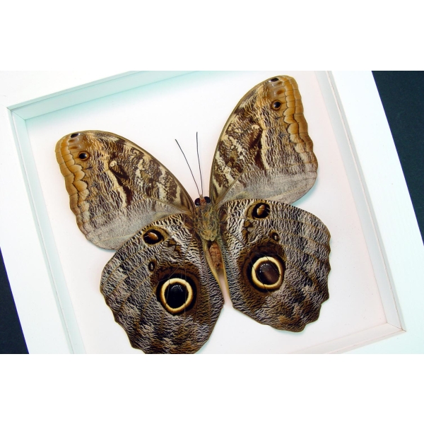Caligo placidianus Framed Preserved Owl Butterfly Vibrant White Display