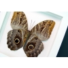 Caligo placidianus Framed Preserved Owl Butterfly Vibrant White Display