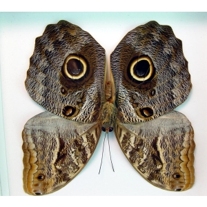 Caligo placidianus Framed Preserved Owl Butterfly Vibrant White Display