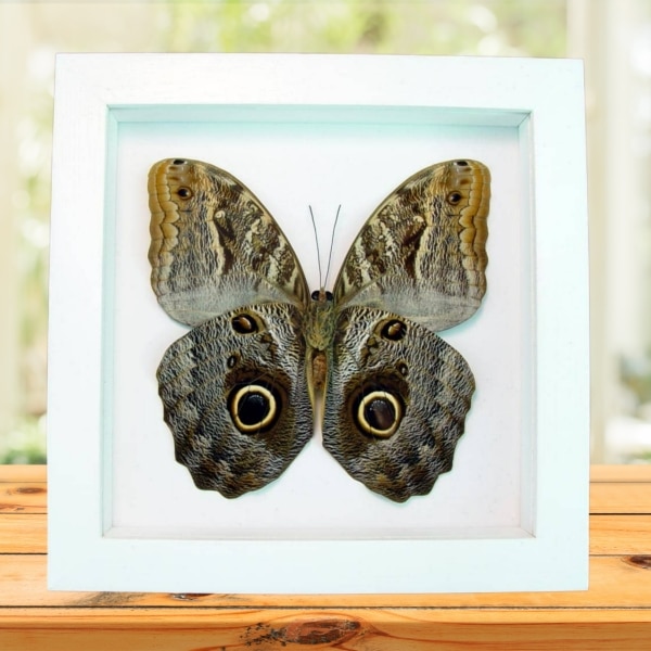 Real Framed Owl Butterfly Caligo placidianus Taxidermy Vibrant White Display