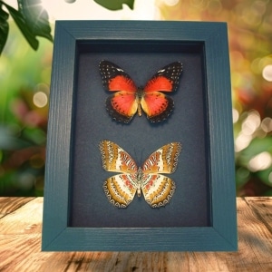 Red Lacewing Butterflies Cethosia biblis Pair Framed Moonlight Display