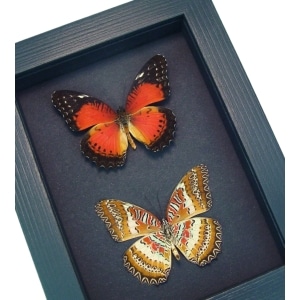 Red Lacewing Butterflies Cethosia biblis Pair Framed Moonlight Display