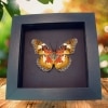 Framed Malay Lacewing Butterfly Cethosia hypsea hypsina Verso Moonlight Display