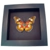 Framed Malay Lacewing Butterfly Cethosia hypsea hypsina Verso Moonlight Display