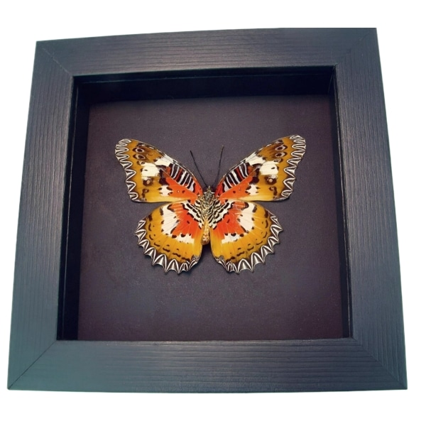 Framed Malay Lacewing Butterfly Cethosia hypsea hypsina Verso Moonlight Display