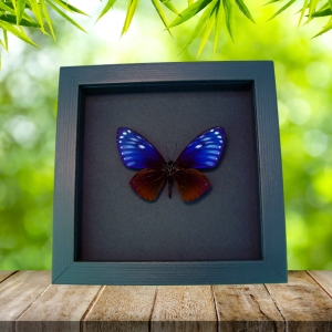 Chilasa paradoxa Purple Framed Butterfly Moonlight Display Great Blue Mime