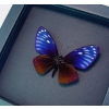 Chilasa paradoxa Purple Framed Butterfly Moonlight Display Great Blue Mime