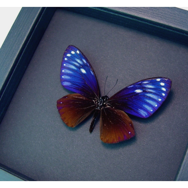 Chilasa paradoxa Purple Framed Butterfly Moonlight Display Great Blue Mime