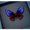 Chilasa paradoxa Purple Framed Butterfly Moonlight Display Great Blue Mime
