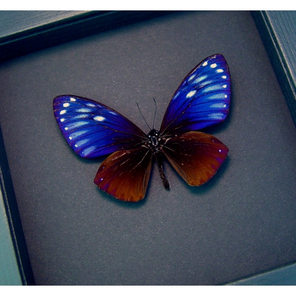 Chilasa paradoxa Purple Framed Butterfly Moonlight Display Great Blue Mime