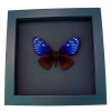 Chilasa paradoxa Purple Framed Butterfly Moonlight Display Great Blue Mime