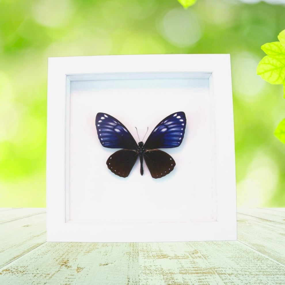 Chilasa papilio paradoxa Purple Framed Butterfly Taxidermy Vibrant White Display