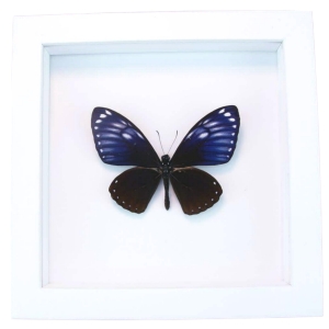 Chilasa papilio paradoxa Purple Framed Butterfly Taxidermy Vibrant White Display