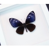 Chilasa papilio paradoxa Purple Framed Butterfly Taxidermy Vibrant White Display