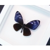 Chilasa papilio paradoxa Purple Framed Butterfly Taxidermy Vibrant White Display