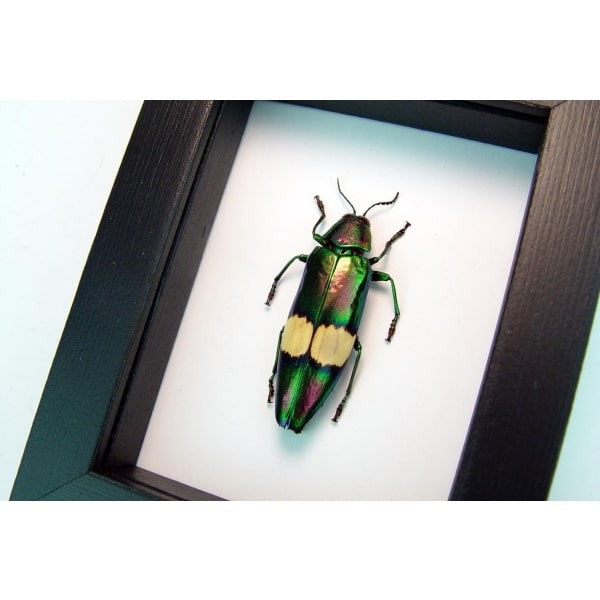 Chrysochroa saundersii Metallic Jewel Beetle Framed Taxidermy Classic Black Display