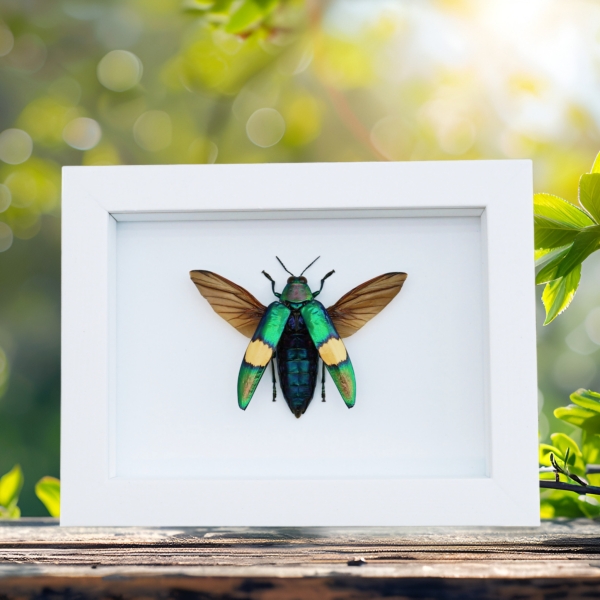 Chrysochroa saundersii Flying Metallic Jewel Beetle Framed Taxidermy Vibrant White Display