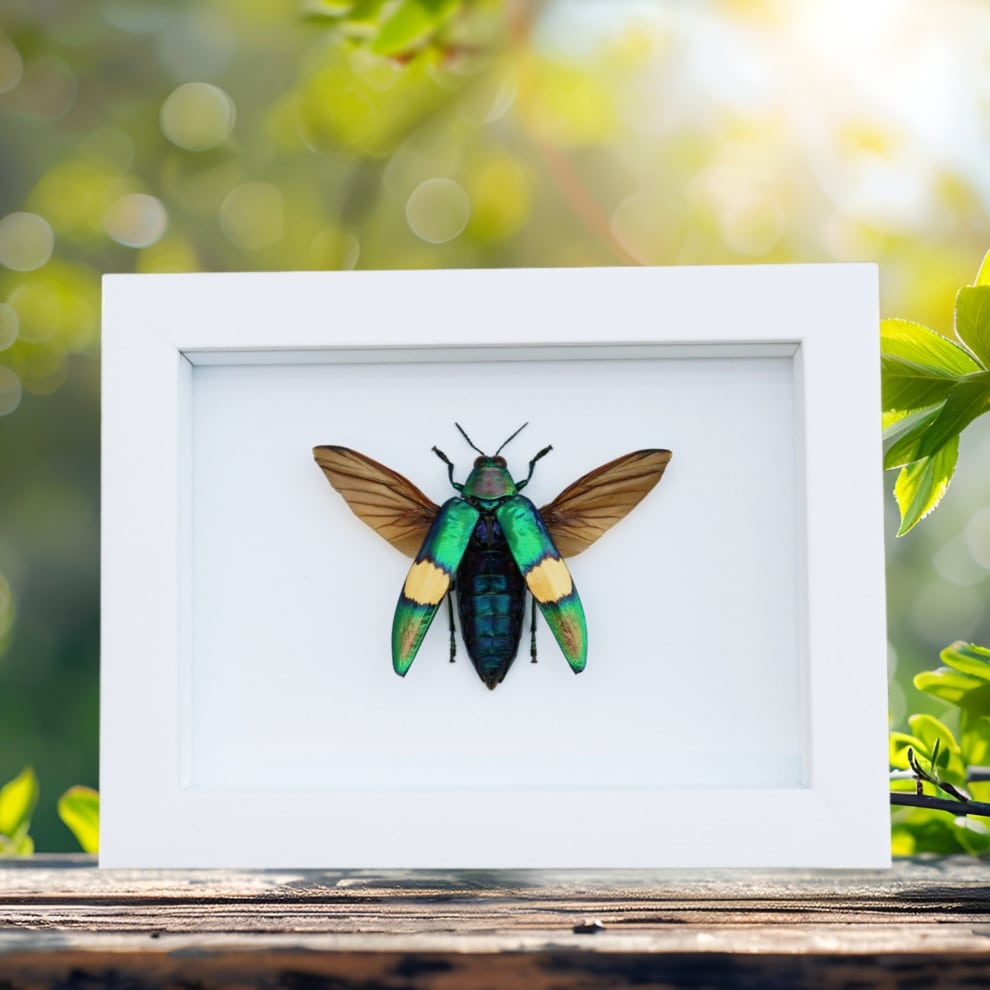 Chrysochroa saundersii Flying Metallic Jewel Beetle Framed Taxidermy Vibrant White Display Chrysochroa saundersii Flying Metallic Jewel Beetle Framed Taxidermy Vibrant White Display