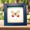 Real Pink Glasswing Butterfly Cithaerias pyritosa Framed Taxidermy Display