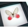 Cithaerias merolina Pink Glasswing Butterfly Framed Taxidermy Classic Black Display