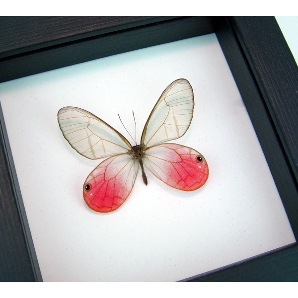 Cithaerias merolina Pink Glasswing Butterfly Framed Taxidermy Classic Black Display