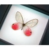Cithaerias merolina Pink Glasswing Butterfly Framed Taxidermy Classic Black Display