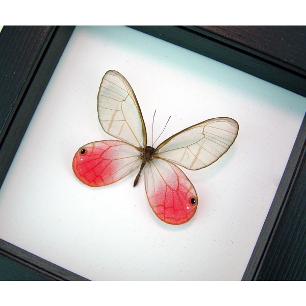 Cithaerias merolina Pink Glasswing Butterfly Framed Taxidermy Classic Black Display