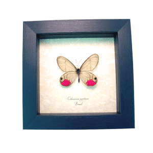 Real Pink Glasswing Butterfly Cithaerias pyritosa Framed Taxidermy Display