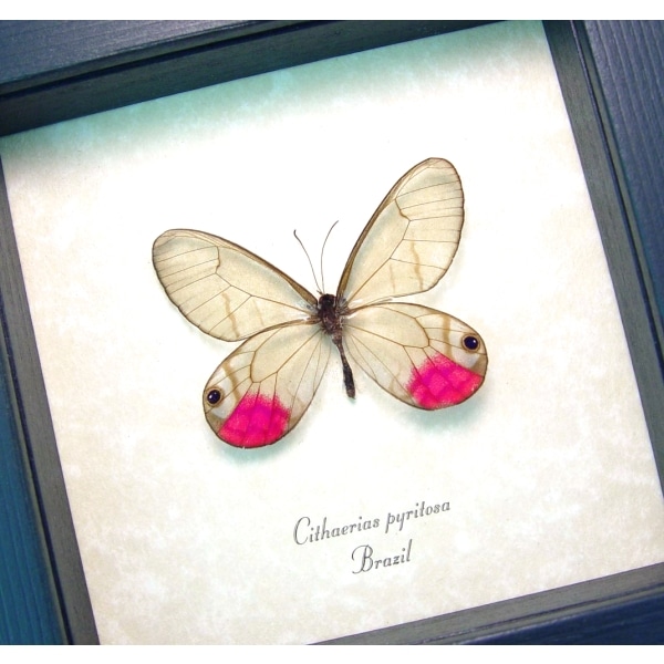 Real Pink Glasswing Butterfly Cithaerias pyritosa Framed Taxidermy Display