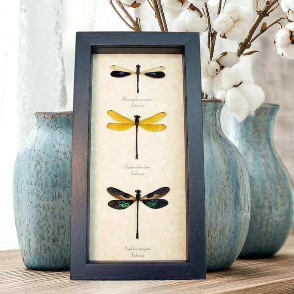 Damselfly Collection Green Blue Gold Damselflies Framed Taxidermy Display
