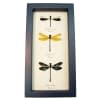 Damselfly Collection Green Blue Gold Damselflies Framed Taxidermy Display