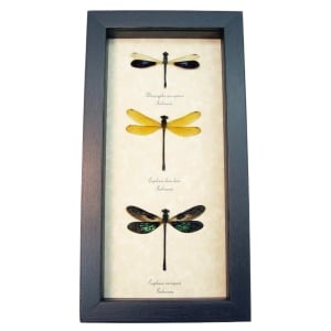Damselfly Collection Green Blue Gold Damselflies Framed Taxidermy Display