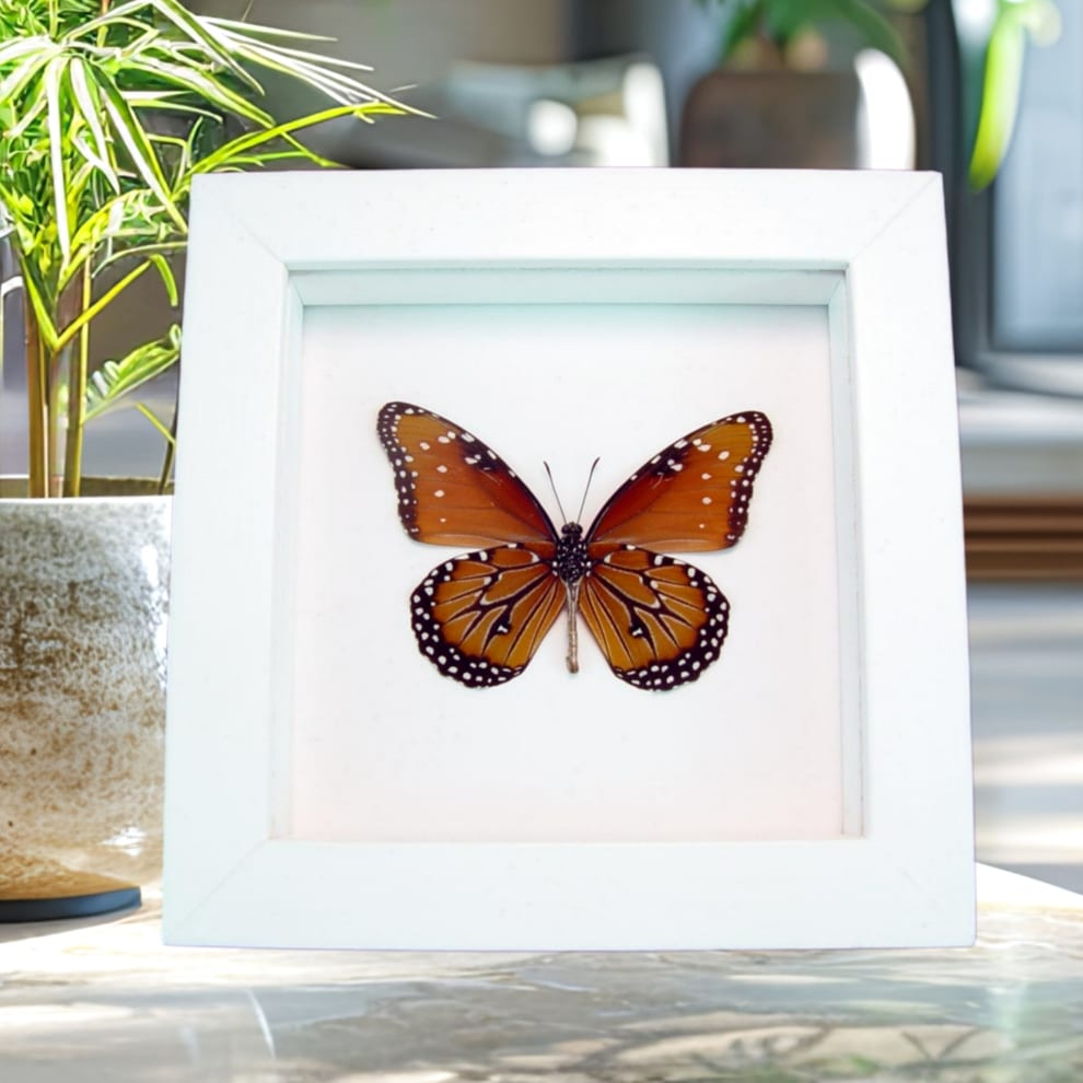 Danaus gilippus verso Queen Butterfly Vibrant White Display Framed Taxidermy