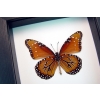 Danaus gilippus verso Queen Butterfly Classic Black Display Framed Taxidermy