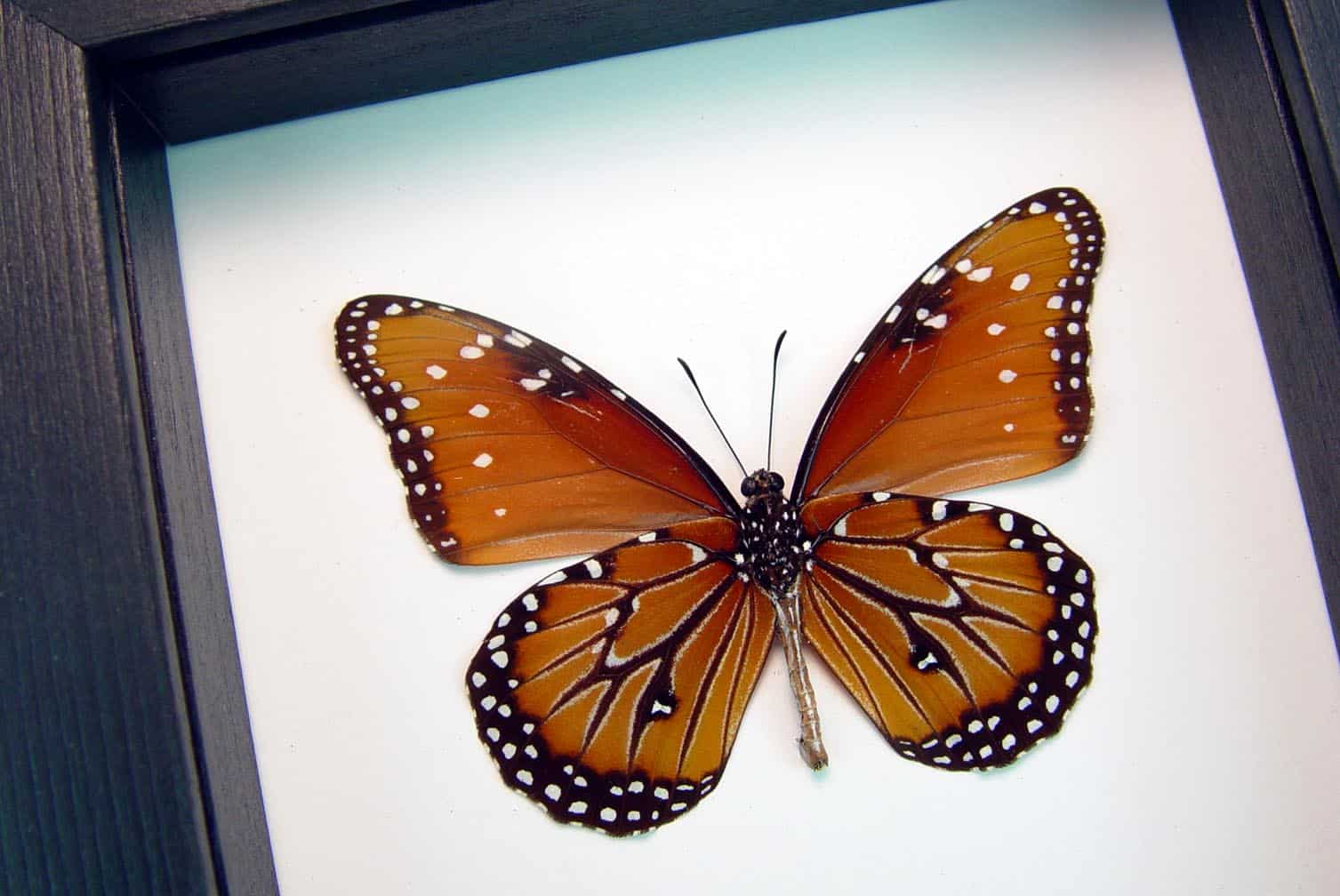 Danaus gilippus verso Queen Butterfly Classic Black Display