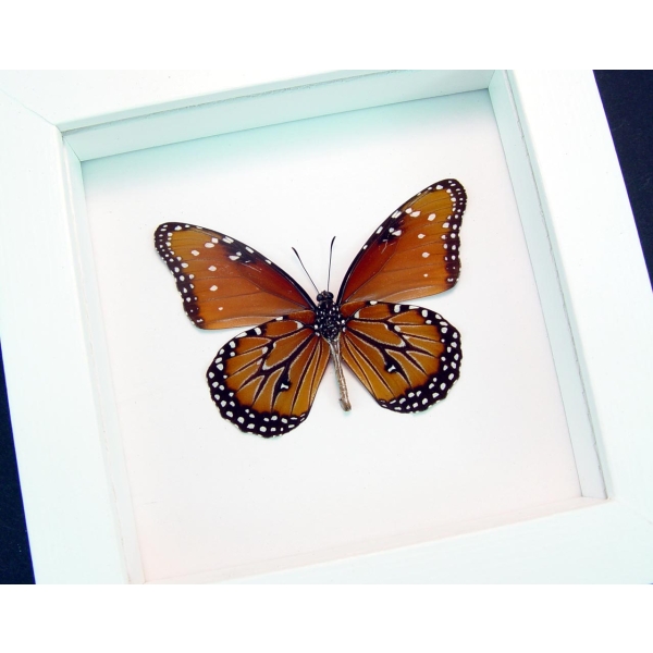 Danaus gilippus verso Queen Butterfly Vibrant White Display