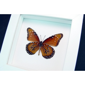 Danaus gilippus verso Queen Butterfly Vibrant White Display