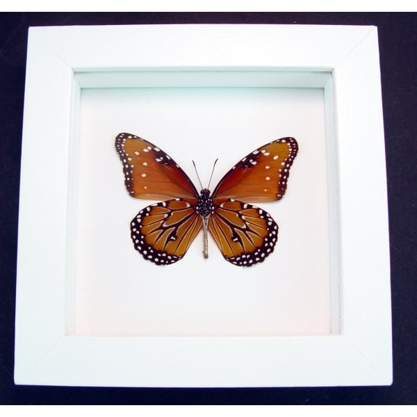 Danaus gilippus verso Queen Butterfly Vibrant White Display