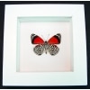 Framed 88 Butterfly Diaethria clymena Vibrant White Display