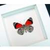 Framed 88 Butterfly Diaethria clymena Vibrant White Display